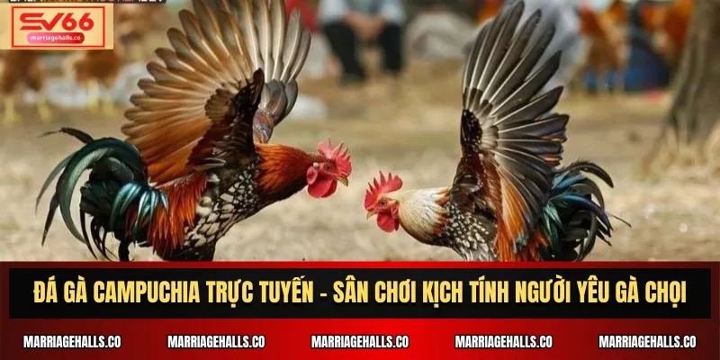 Cơ cấu thưởng và khuyến mãi Net88 - Net88