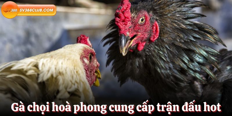 AG 11Bet cung cấp những loại dịch vụ trò chơi nào? - 11Bet